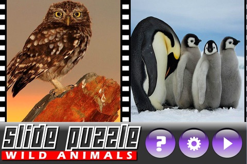 Slide Puzzle Animals screenshot 3