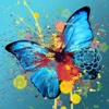 Beautiful Butterfly Wallpapers HD