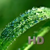 Medicinal Plants HD