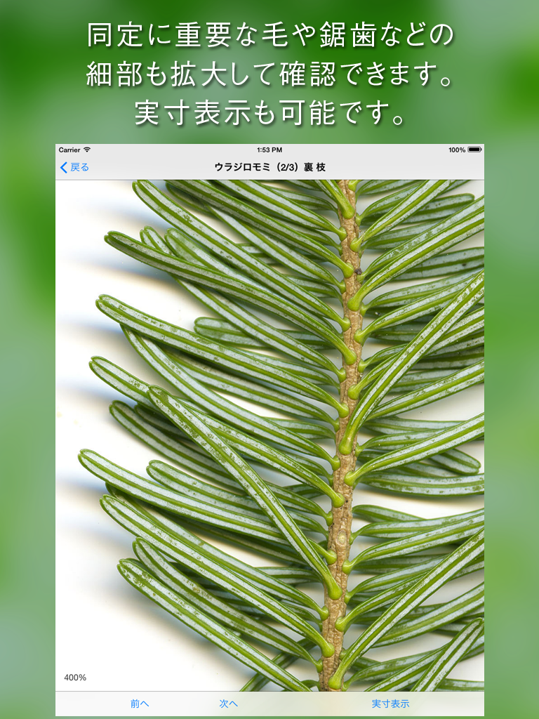葉っぱ図鑑 - Leaf Dictionary -