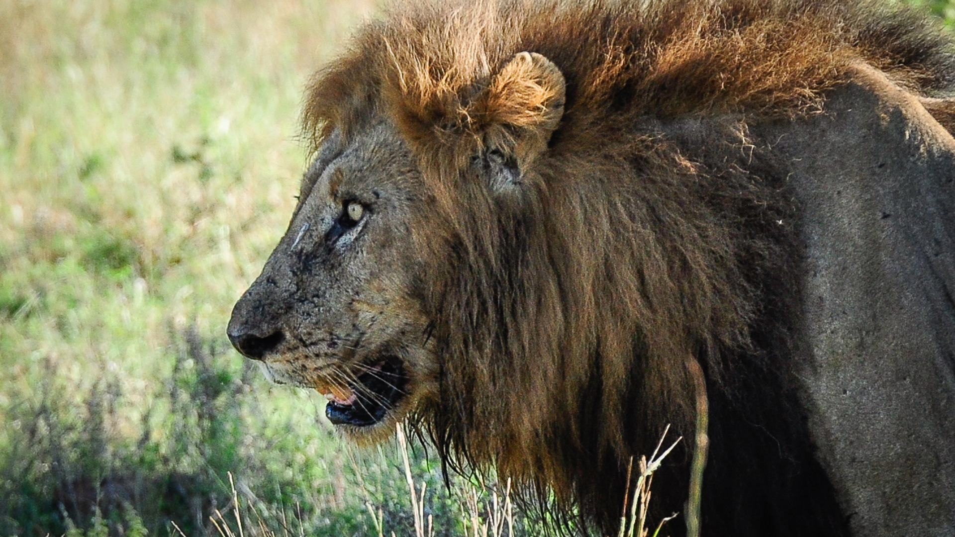 Wild Animals — See, hear & click the animals. For babies & kids aged 0-3 years. screenshot 4
