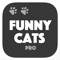 *** CATS ARE FUNNY ***