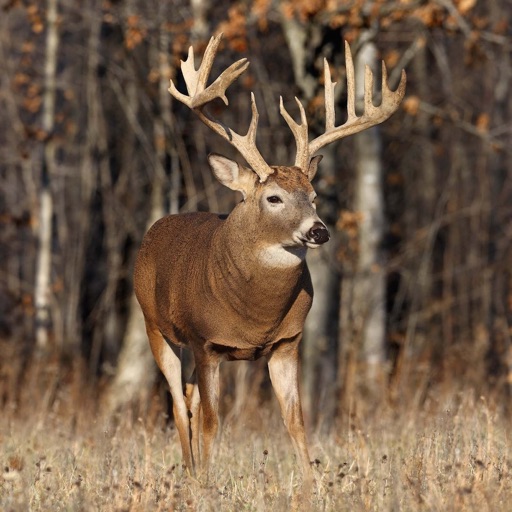 Deer Hunting Wallpapers - Best Collection Of Deer Wallpapers iOS App