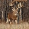 Deer Hunting Wallpapers - Best Collection Of Deer Wallpapers