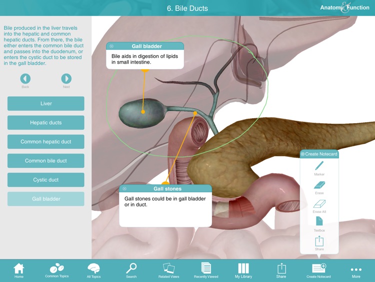Anatomy & Function: A 3D Visual Reference of the Human Body screenshot-3
