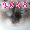 2048 Cats and Kittens Edition