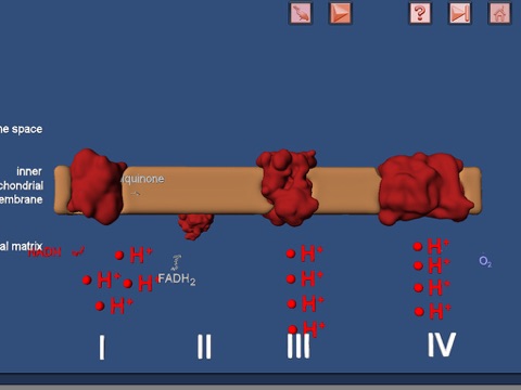 Cell Respiration in 3D virtual reality screenshot 4