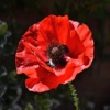 RedPoppy