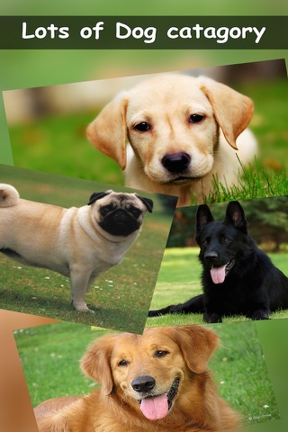 Dog Wallpapers - Lovely Puppy Dog Wallpapers And BackGrounds screenshot 4