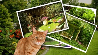 Screenshot #2 pour Find Cat
