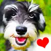 Dogs - Everything for Dog Lovers! App Feedback