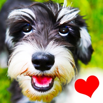 Honden - Groeten & citaten voor hondenliefhebbers