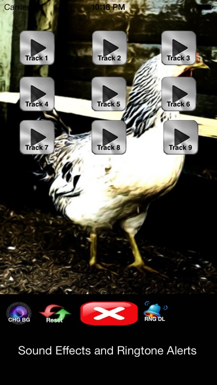 Chicken Clucking - Sounds, Ringtones, Alerts and Alarms from the Farm