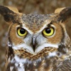Owls Expert