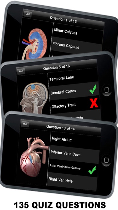 Anatomy 3D - Organs screenshot1