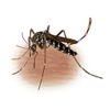 Dengue