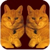 Kitty Match