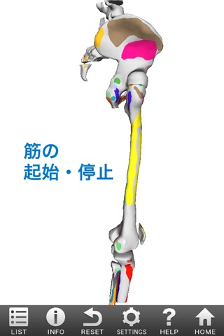 3D筋肉図鑑のおすすめ画像3