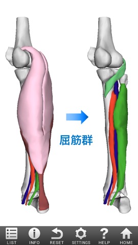 3D筋肉図鑑のおすすめ画像2