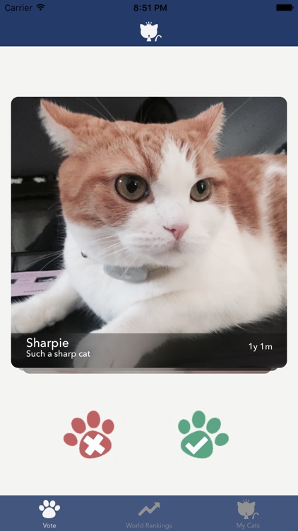 Cat of Cats - The Ultimate Cat Competition