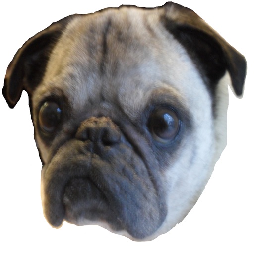 Pound the Pug 3.0 icon