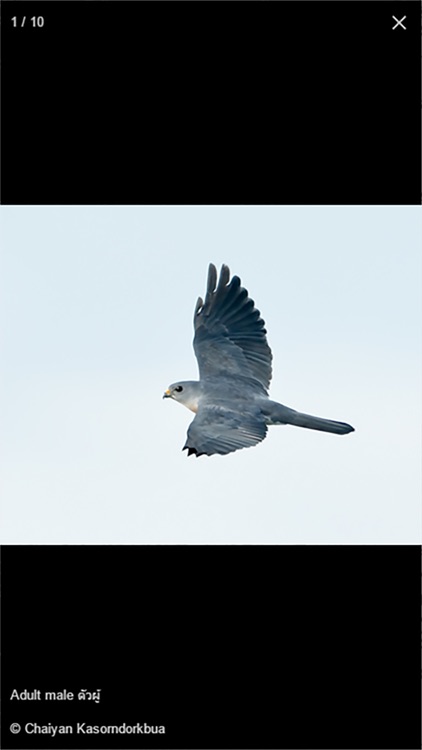 Thai Raptor Guide screenshot-3