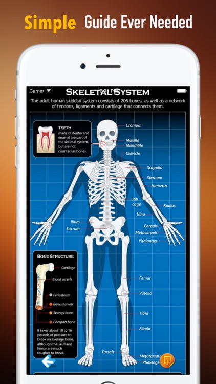 Bone Identification:Human and Nonhuman