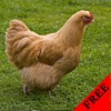 Chicken Photos & Video Galleries FREE