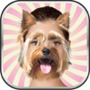 動物 頭部 フォト モンタージュ - ファニー 顔 画像 エディタ とともに 最高 ステッカー - iPhoneアプリ
