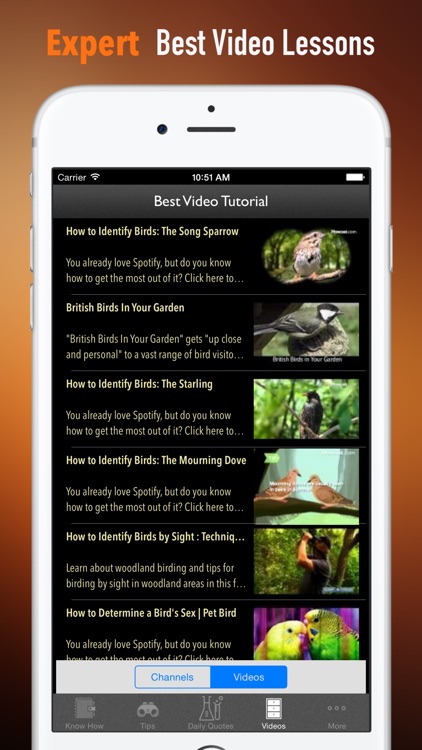 How to Identify a Bird:Tips and Tutorial