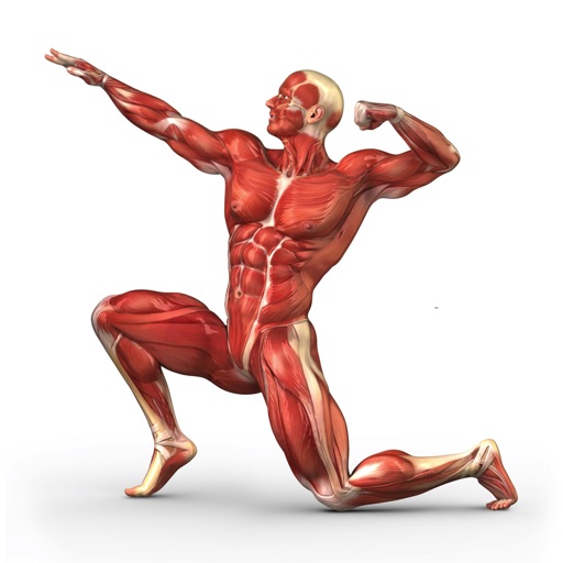 Human Muscles Info +