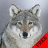Wolf Photos & Video Galleries FREE