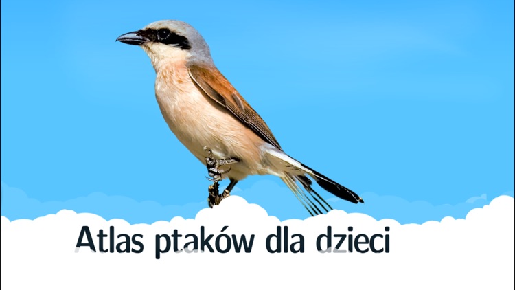 Atlas ptaków dla dzieci screenshot-3