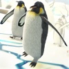 Penguin Simulator 2016 | Crazy Racing Penguins Game