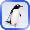 Arctic Animals Puzzle App Feedback