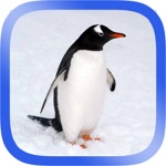 Download Arctic Animals Puzzle app