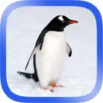 Arctic Animals Puzzle App Support