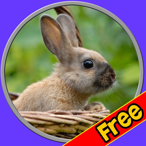 beautiful amazing rabbits for kids free icon