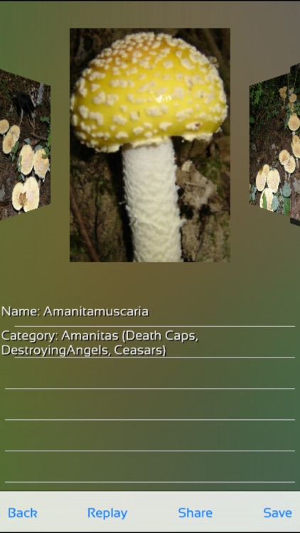 Mushrooms Puzzles screenshot-4
