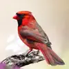 Cardinal Sounds