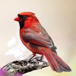 Download Cardinal Sounds app