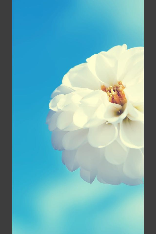 Flowers HD Wallpaper - Great Collection