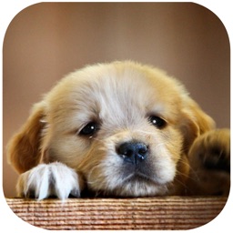 Cute Puppy Puzzle - A fun & addictive puzzle matching game