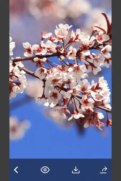 Flowers HD Wallpaper - Great Collection