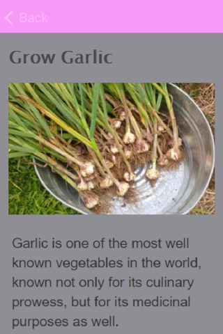 How To Grow Garlic screenshot 3