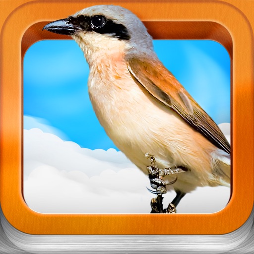 Bird Guide for kids icon