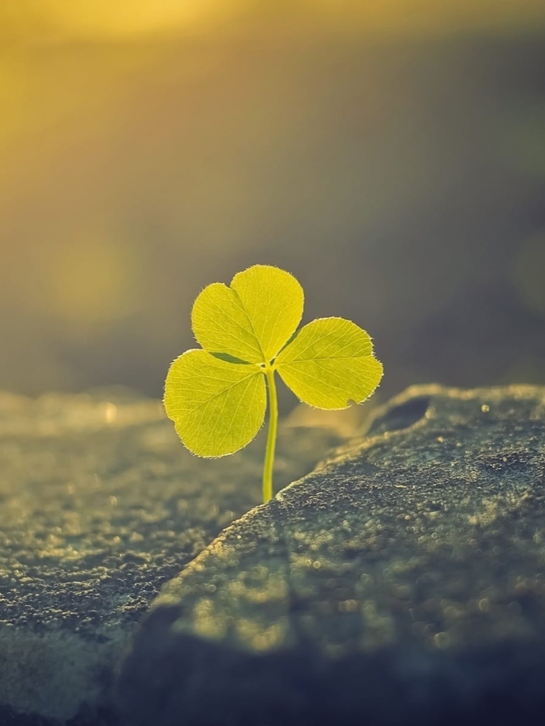 Love HD Wallpaper - Great Collection
