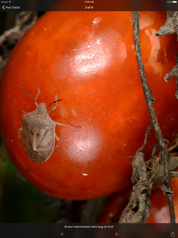 Screenshot #6 pour Purdue Tomato Doctor