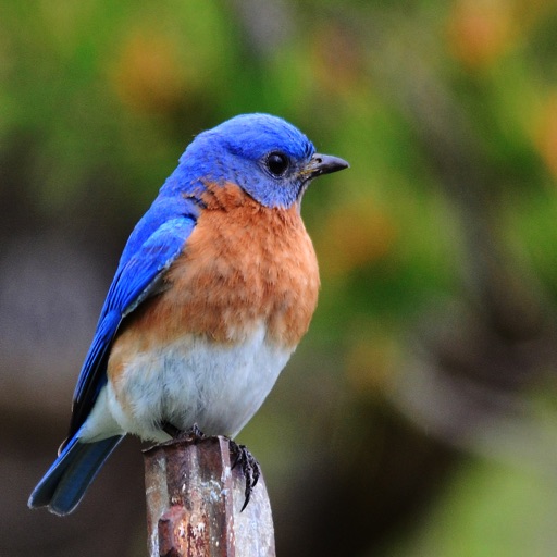 Bluebird Sounds - Bird Watching Sound Effects