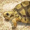 Tortoise Aquarium Free